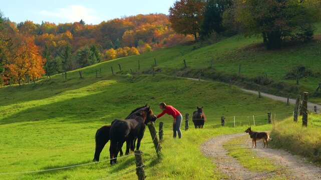 Friendly woman gently pets horses beside a rural path while her shepherd dog waits nearby. Rolling green pastures and colorful autumn woodland surround a pleasant meeting in Slovenian countryside.