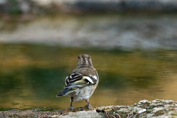 Una sedienta Pinzón vulgar hembra (Fringilla coelebs)  © FranciscoJose