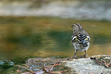 Pinzón vulgar hembra (Fringilla coelebs) adentrándose a la charca desde la roca © FranciscoJose