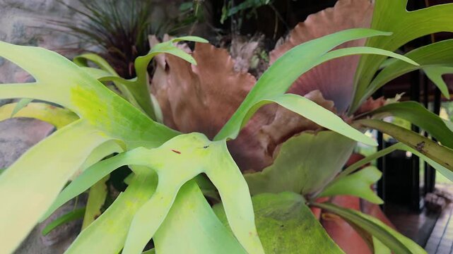 staghorn fern plant with green fronds in a garden