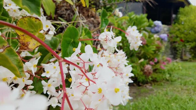 delicate white flowers blooming on a plant in a lush garden