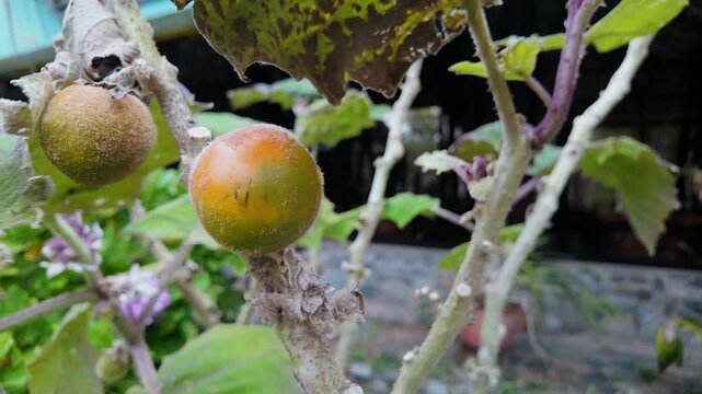 lulo fruit growing on a plant in a garden