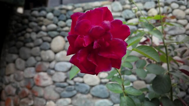 dark red rose blooming against a stone wall background