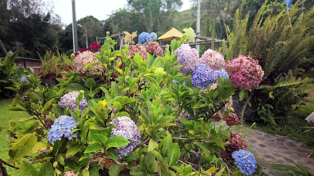 beautiful blooming colorful hydrangea flowers in a garden
