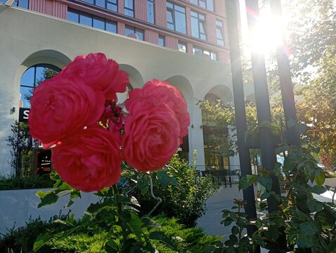 A close-up shot of a lush bouquet of blooming bright red roses growing on a bush in a city park, with a modern residential building featuring elegant white arch facade under bright sunlight in the bac