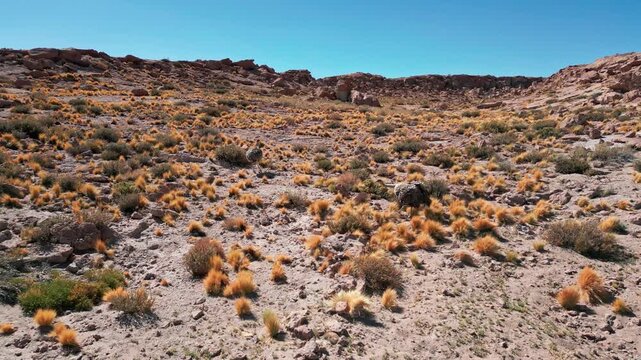 Aerial view of two rheas walking through the arid landscape of the Atacama Desert with sparse shrubs and rocky terrain in Antofagasta, Antofagasta, Chile.