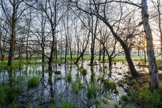 View of the swampy forest landscape in Kampinos National Park with bare trees, green grasses, and calm water reflecting the golden hour sunlight in Poland.
