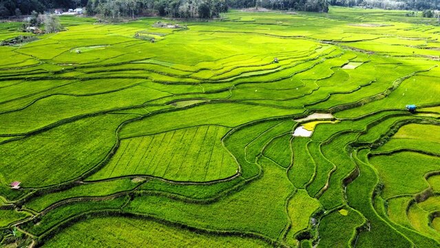 Indonesia - 21 July 2026: Aerial view of lush green rice terraces, showcasing intricate patterns of agricultural fields carved into the landscape under bright daylight.