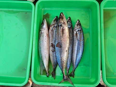 A batch of fresh, whole scad at the fish market.