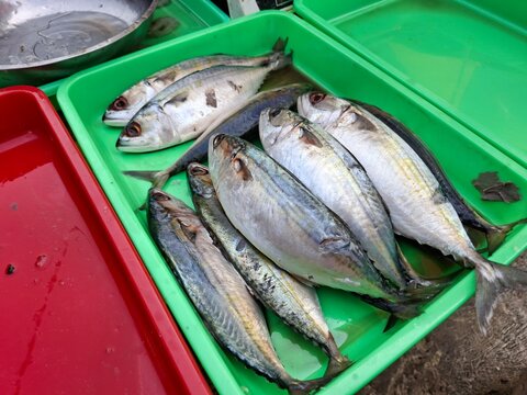 A batch of fresh, whole scad at the fish market.