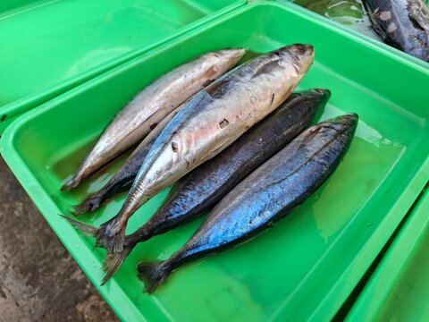 A batch of fresh, whole scad at the fish market.