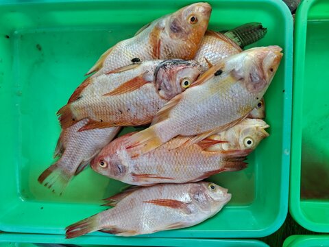 Red tilapia or red mojarra (Oreochromis)&mdash;fresh fish piled up at the fish market.
