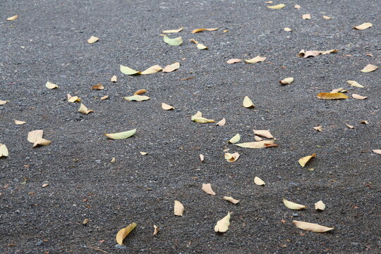 A close-up ground shot showing scattered dry fallen leaves resting on a rough gray asphalt surface, capturing a simple autumn or seasonal transition texture.