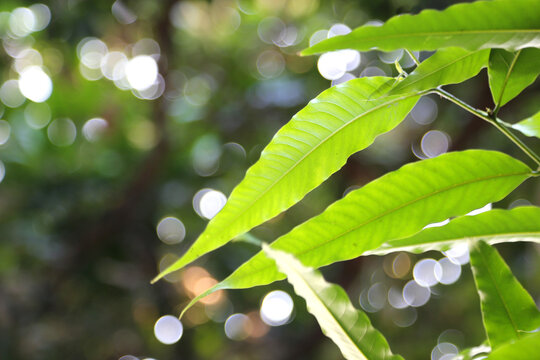 Fresh Green Leaves Foreground Blur Background Sunlit Foliage