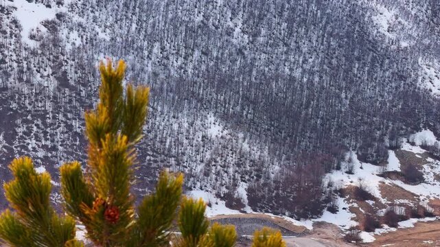 A green pine tree branch sways gently in the foreground while a snow covered mountain slope with bare trees stretches behind it in a winter landscape.