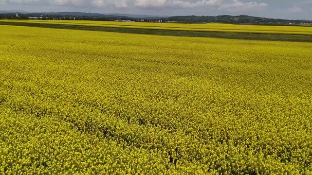 Aerial view of a vibrant yellow rapeseed field stretching across the countryside in Bucharest, Bucharest, Romania.