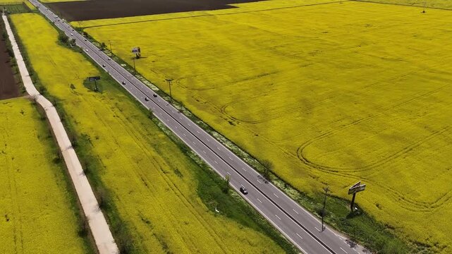 Aerial view of a road cutting through vibrant yellow rapeseed fields with cars driving along the asphalt in Bucharest, Bucharest, Romania.