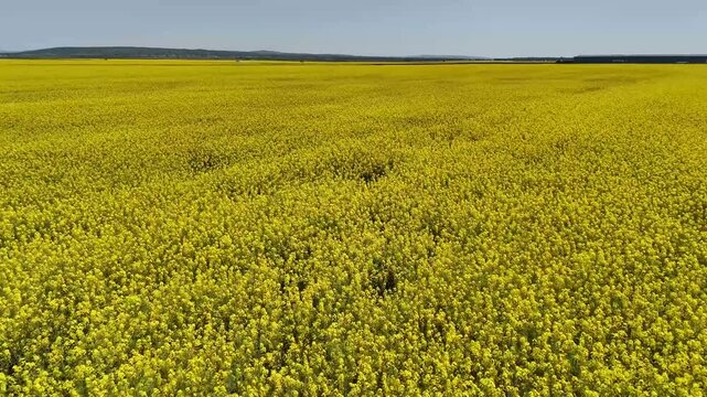 Aerial view of a vibrant yellow rapeseed field blooming under a clear blue sky in Bucharest, Bucharest, Romania.