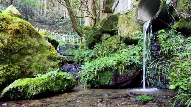 癒される自然の生音　苔むした森に湧き出る清流と水流の環境音　福井県の解雷ヶ清水の湧き水