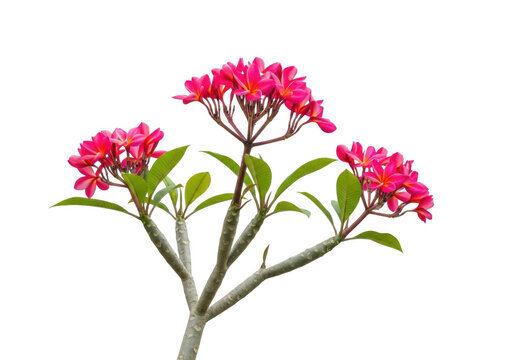 Beautiful pink plumeria flowers isolated on transparent background