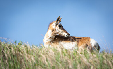 deer in the woods © Daniel