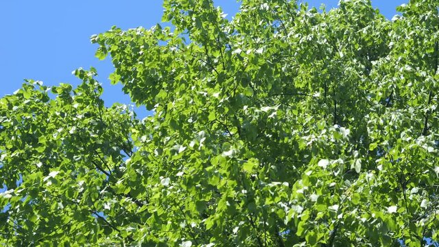 Vibrant green tree canopy against clear blue sky. Leaves rustle gently in warm sunlight. Dense foliage creates natural summer scene. Bright daylight enhances vivid green tones