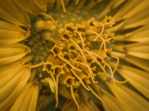 Extreme close up macro shot of a vibrant yellow flower center showing intricate pollen stigmas and petals