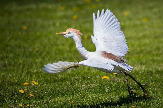 Cattle Egret (Bubulcus ibis) in breeding plumage taking flight from a green field with dandelions in Port Rowan, Long Point, Ontario, Canada.