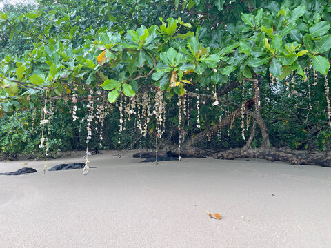 Whispering in the ocean breeze, delicate seashell wind chimes hang from the coastal trees of Bang Sak Beach - each one lovingly collected and hand-woven by travelers from around the world 