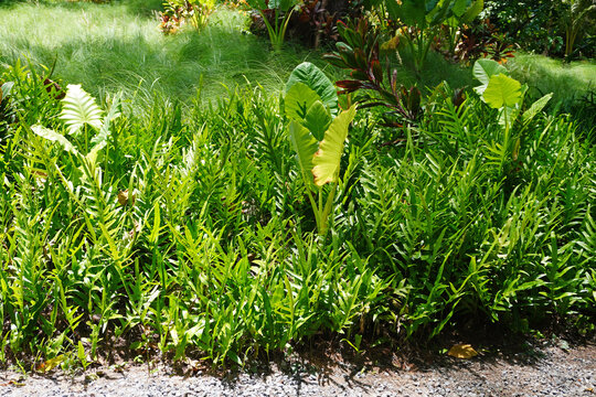 Gardening ideas: Tropical ferns in backyard garden 