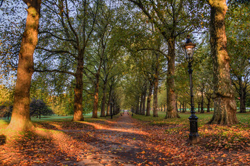 Obraz premium autumn in the park