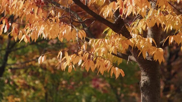 Golden autumn leaves on tree branch
