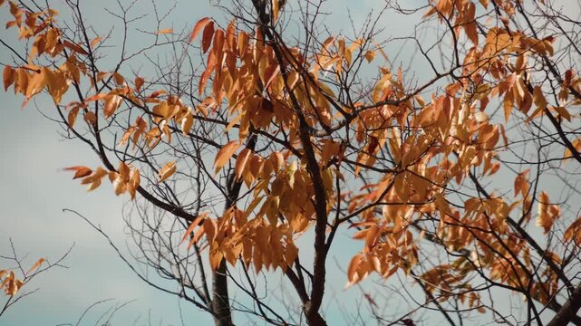 Golden autumn leaves on tree branch
