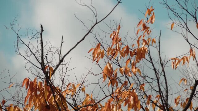 Autumn orange leaves against blue sky Copy space
