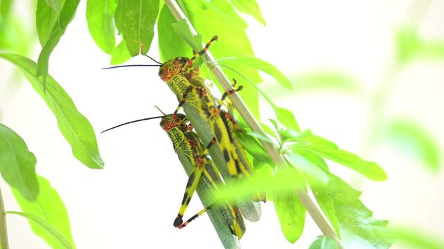 Pareja de saltamontes sudamericanos apare&aacute;ndose sobre hojas verdes en su h&aacute;bitat natural