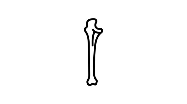 Human arm bone anatomy illustration isolated white background