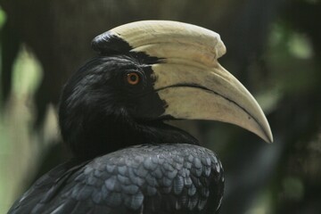 Close up of a beautiful anthracoceros malayanus © Pitokung