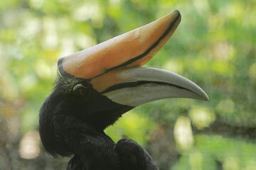 A side view of a beautiful rhinoceros hornbill  © Pitokung