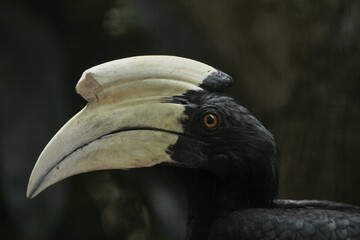 Close up of a beautiful anthracoceros malayanus © Pitokung