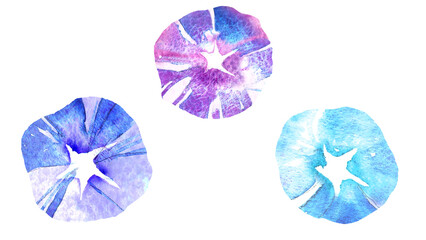 Obraz premium アサガオの花のきれいな手描き水彩イラストセット（朝顔・夏・和風・背景透過） Beautiful morning glory flowers hand-drawn watercolor illustration set (summer, japanese style, transparent PNG)