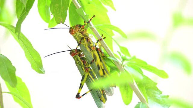 Pareja de saltamontes sudamericanos apare&aacute;ndose sobre hojas verdes en su h&aacute;bitat natural