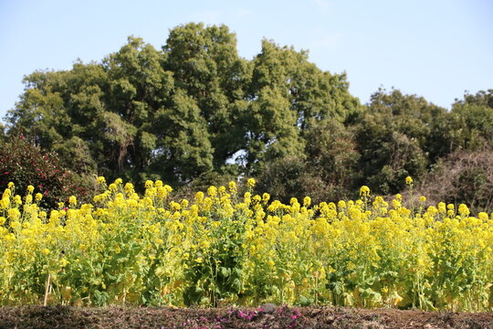 菜の花畑。