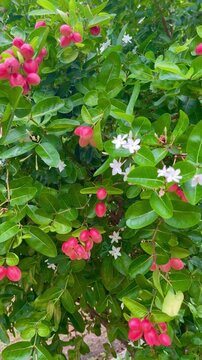 Red Carissa Carandas Fruit