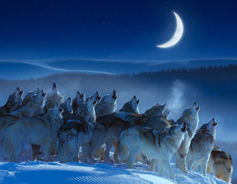 Large pack of wolves howling at a crescent moon in a snowy winter landscape at night
