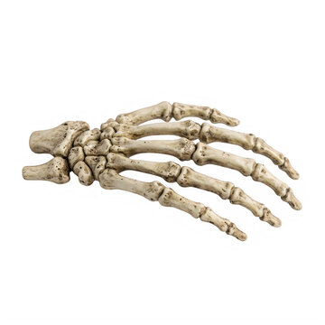 Skeletal hand bones realistic model set, bone anatomy study material, human skeleton frame, skeleton props with joint details, creature parts for design isolated PNG with Transparent Background
