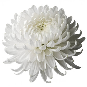 A fully bloomed white chrysanthemum flower isolated on a transparent PNG background, hundreds of delicate layered petals forming a lush spherical bloom
