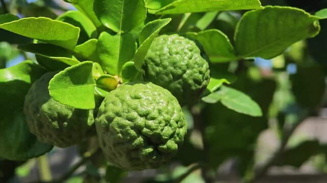 Kaffir lime in the garden.