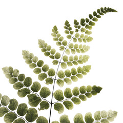 A graceful maidenhair fern frond isolated on a transparent PNG background, delicate fan-shaped leaflets arranged on slender dark stems © pinan