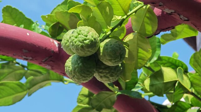 Kaffir lime in the garden.