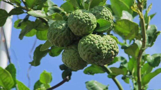 Kaffir lime in the garden.